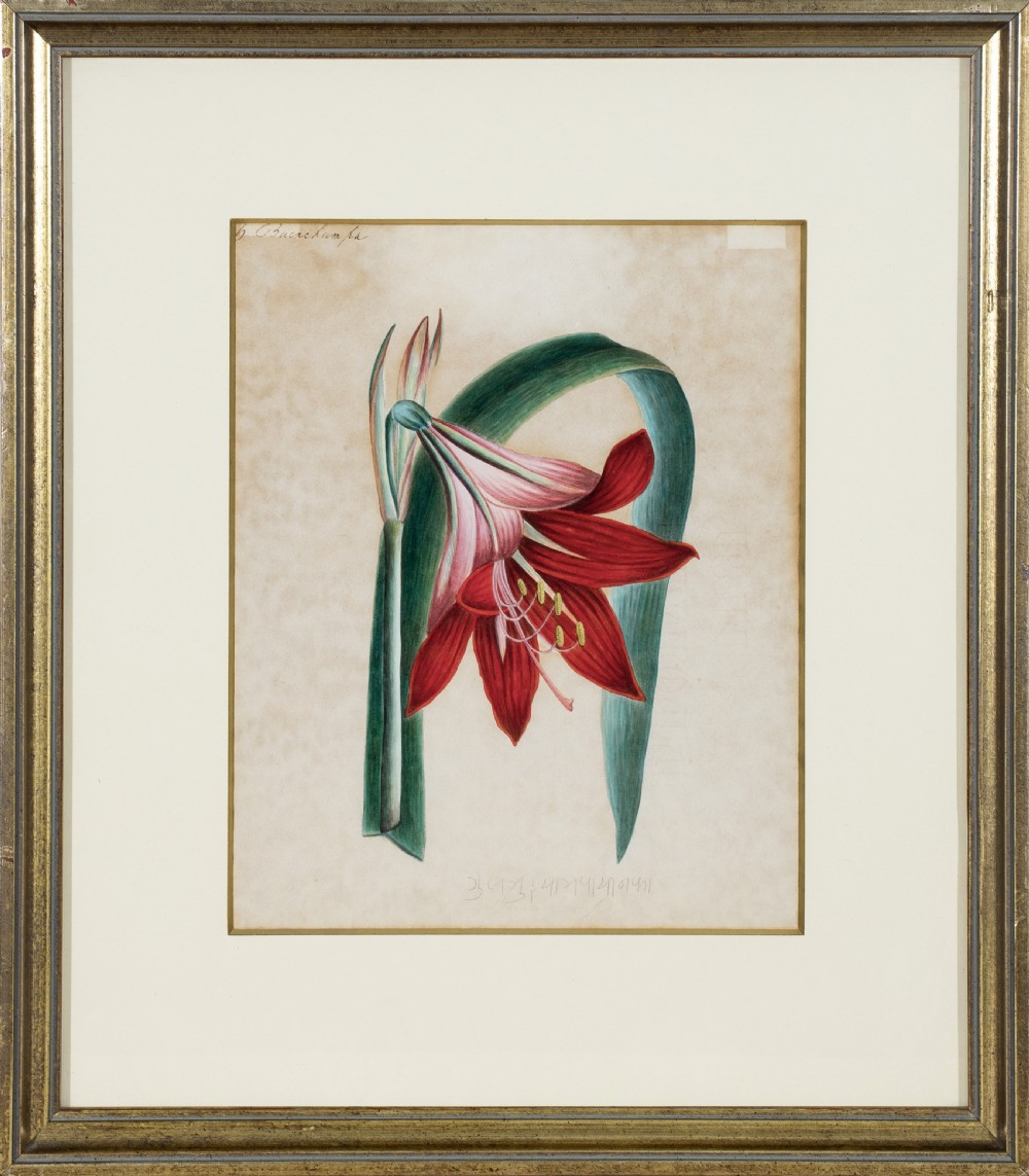Company School Early 19th Century Four Studies of Indian Plants View II