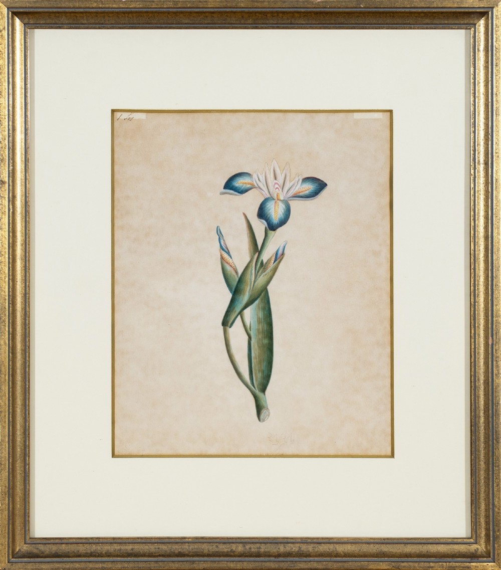 Company School Early 19th Century Four Studies of Indian Plants View III