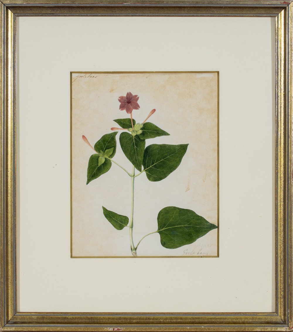 Company School Early 19th Century Four Studies of Indian Plants View IV