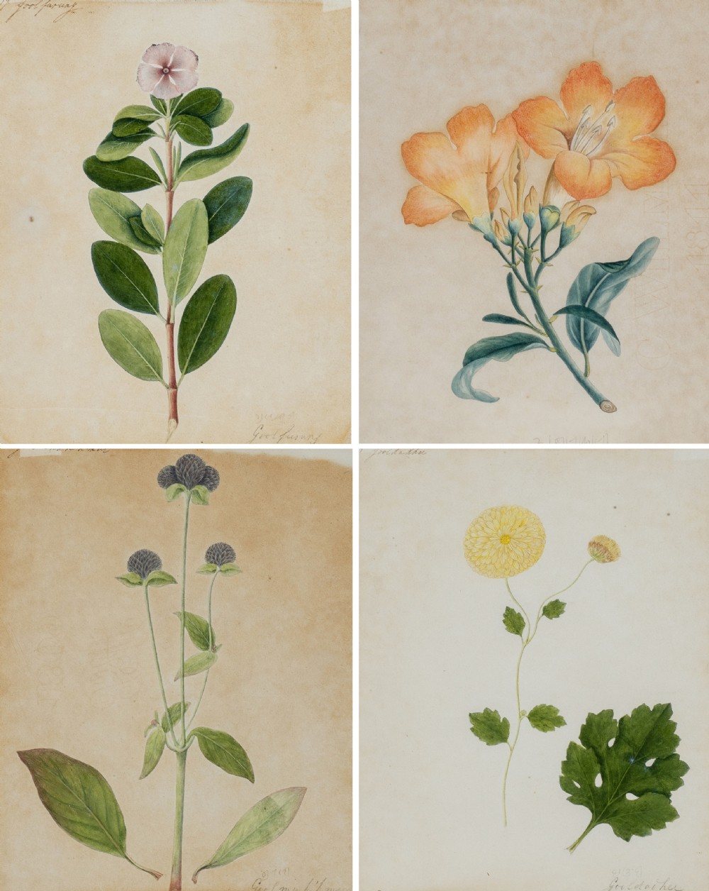 Company School Early 19th Century Four studies of Indian Plants (2)