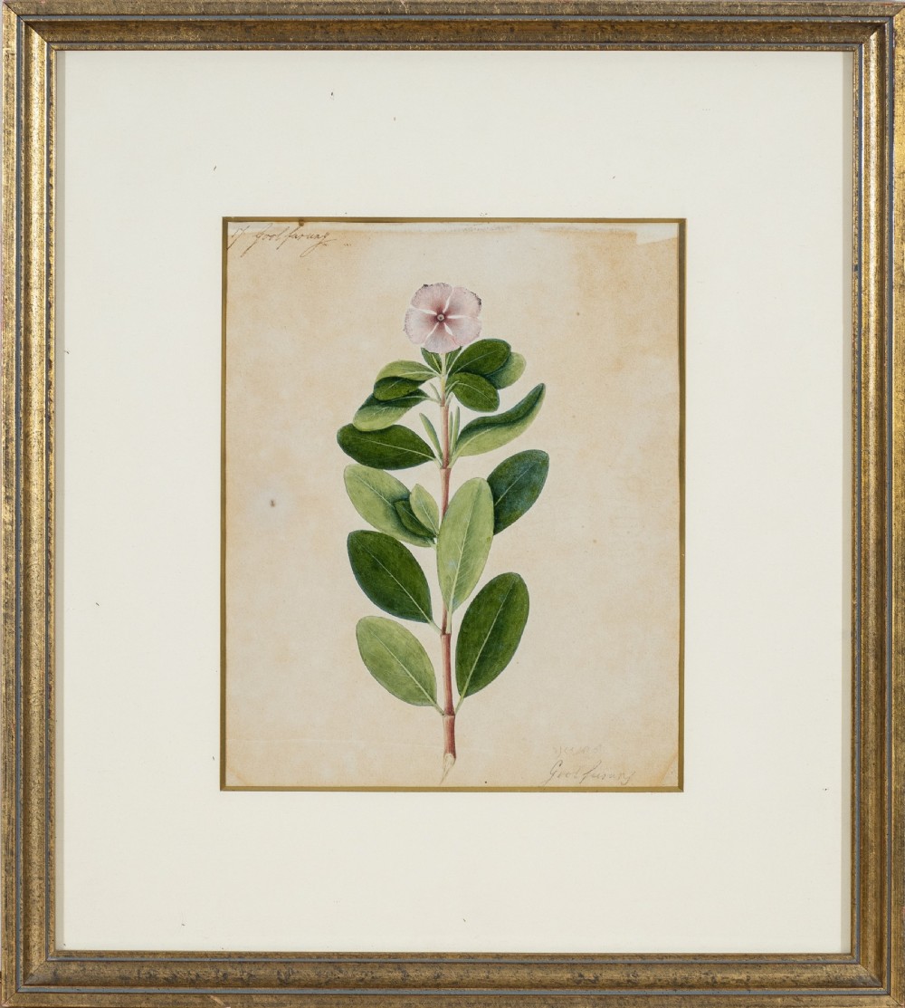 Company School Early 19th Century Four studies of Indian Plants (2) View II