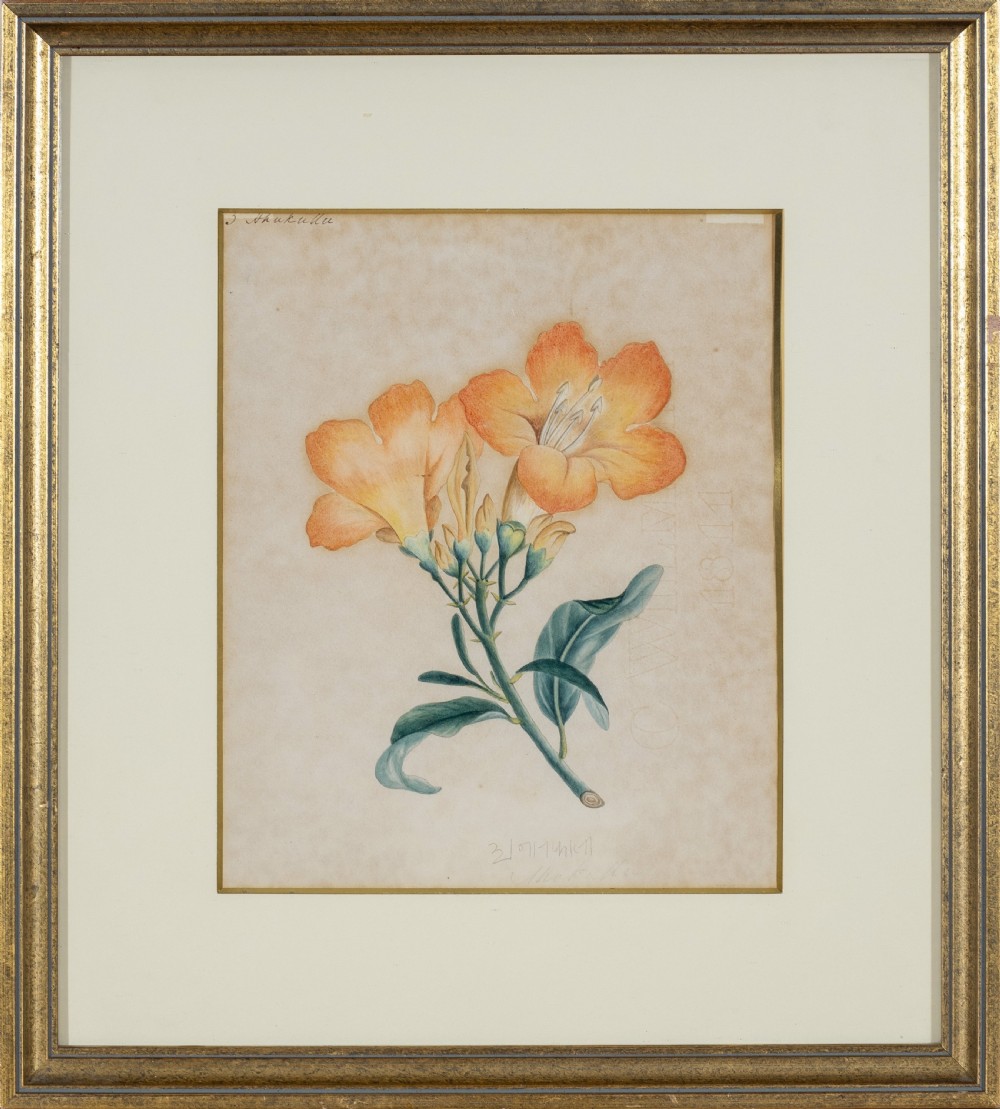 Company School Early 19th Century Four studies of Indian Plants (2) View III
