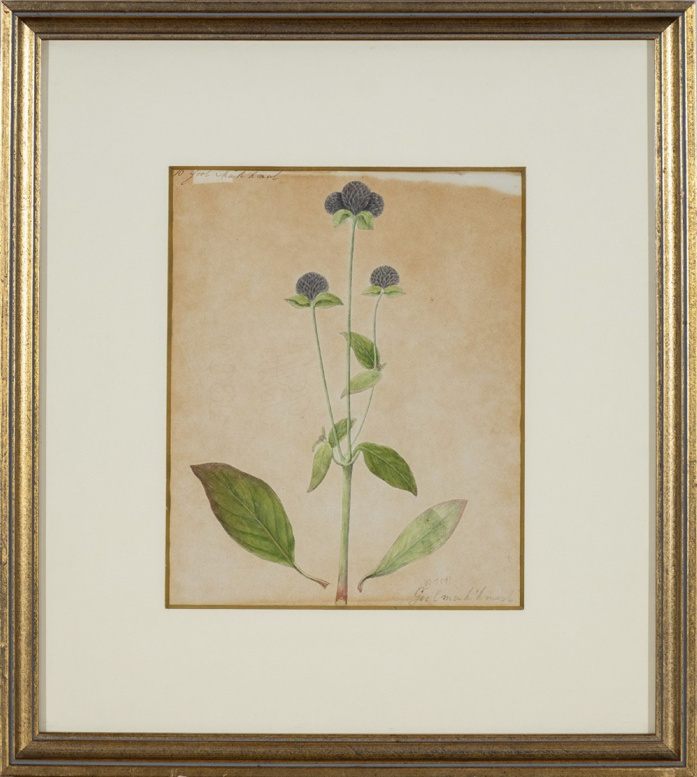 Company School Early 19th Century Four studies of Indian Plants (2) View IV
