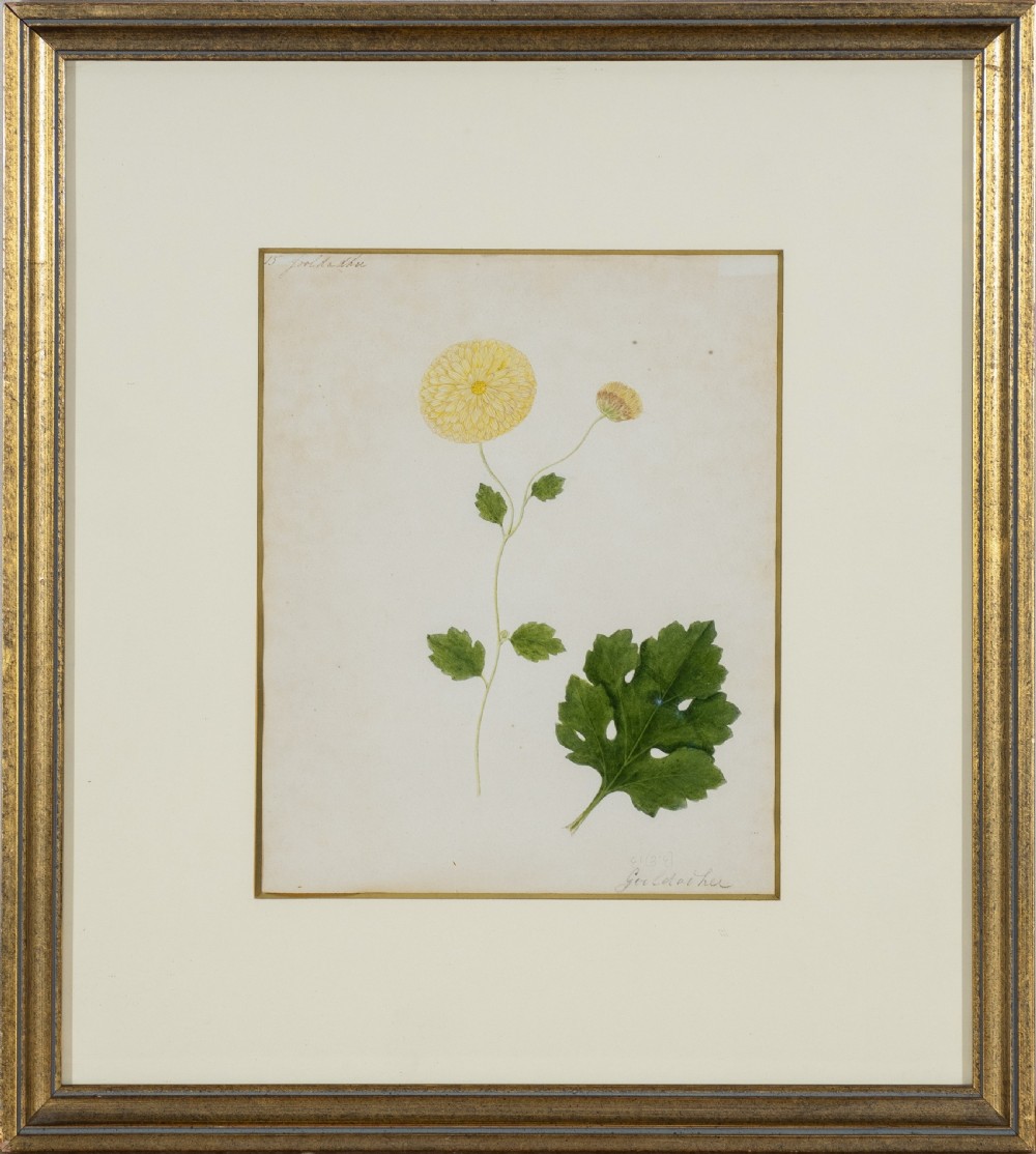Company School Early 19th Century Four studies of Indian Plants (2) View V