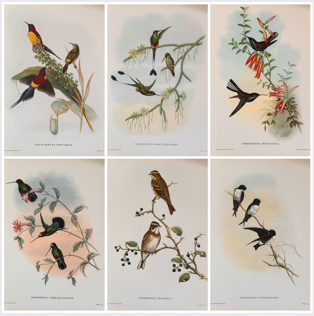 A Fabulous Set of Six Unframed Gould Tropical Bird Prints
