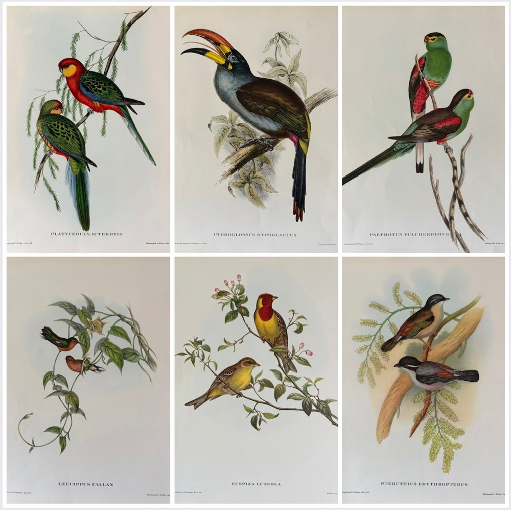 A Fabulous Set of Six Unframed Gould Tropical Bird Prints (D)