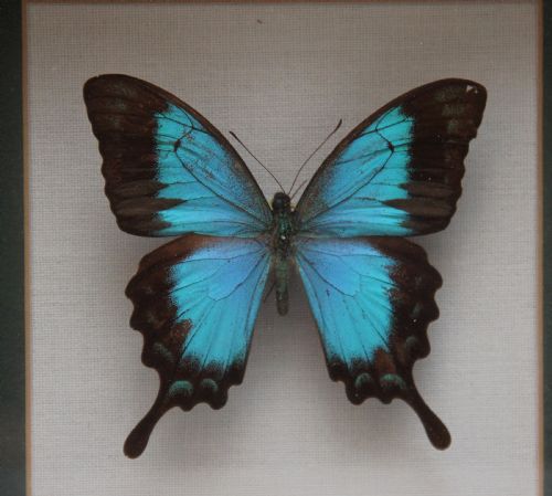 EARLY 20TH CENTURY FRAMED SEA GREEN SWALLOWTAIL BUTTERFLY - ADDITIONAL PHOTO 1