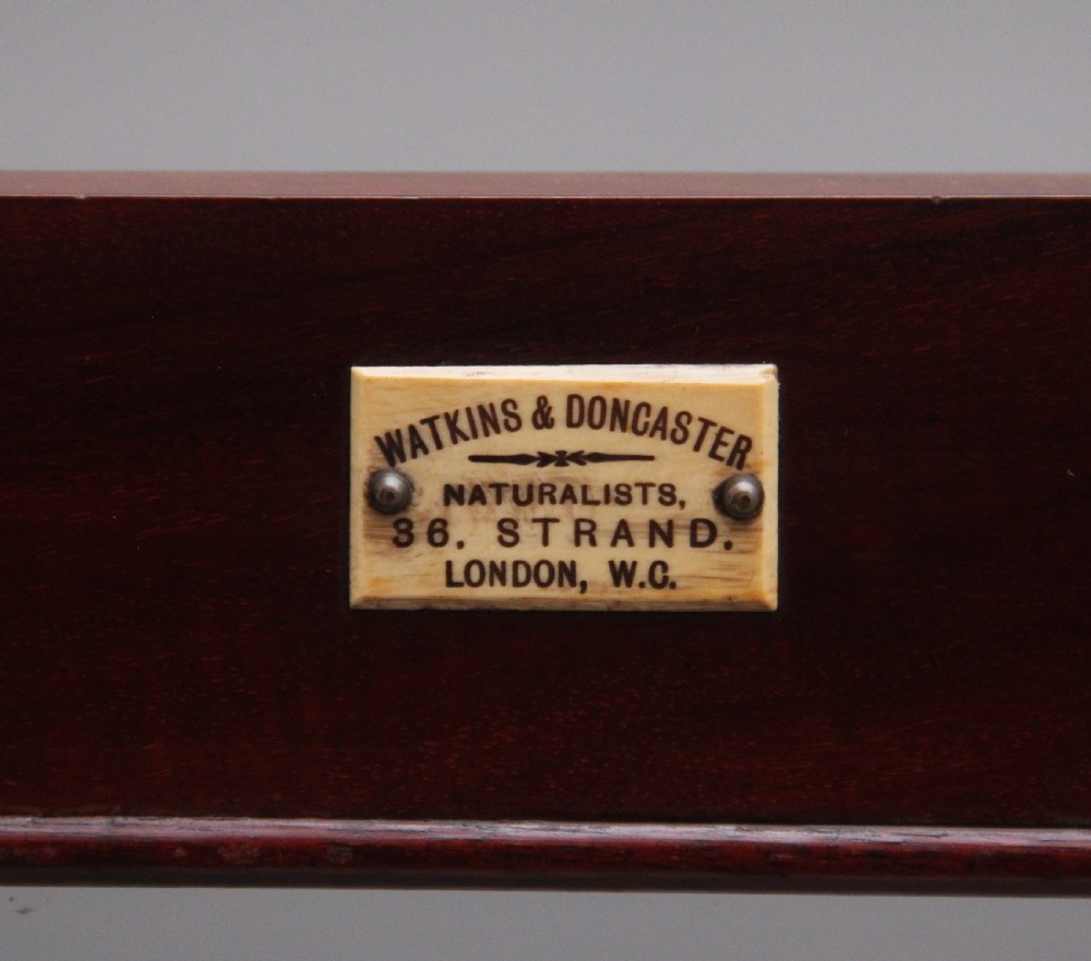 19th Century antique mahogany collectors cabinet View XVII