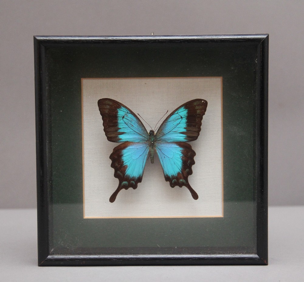 Early 20th Century framed Sea Green Swallowtail butterfly 