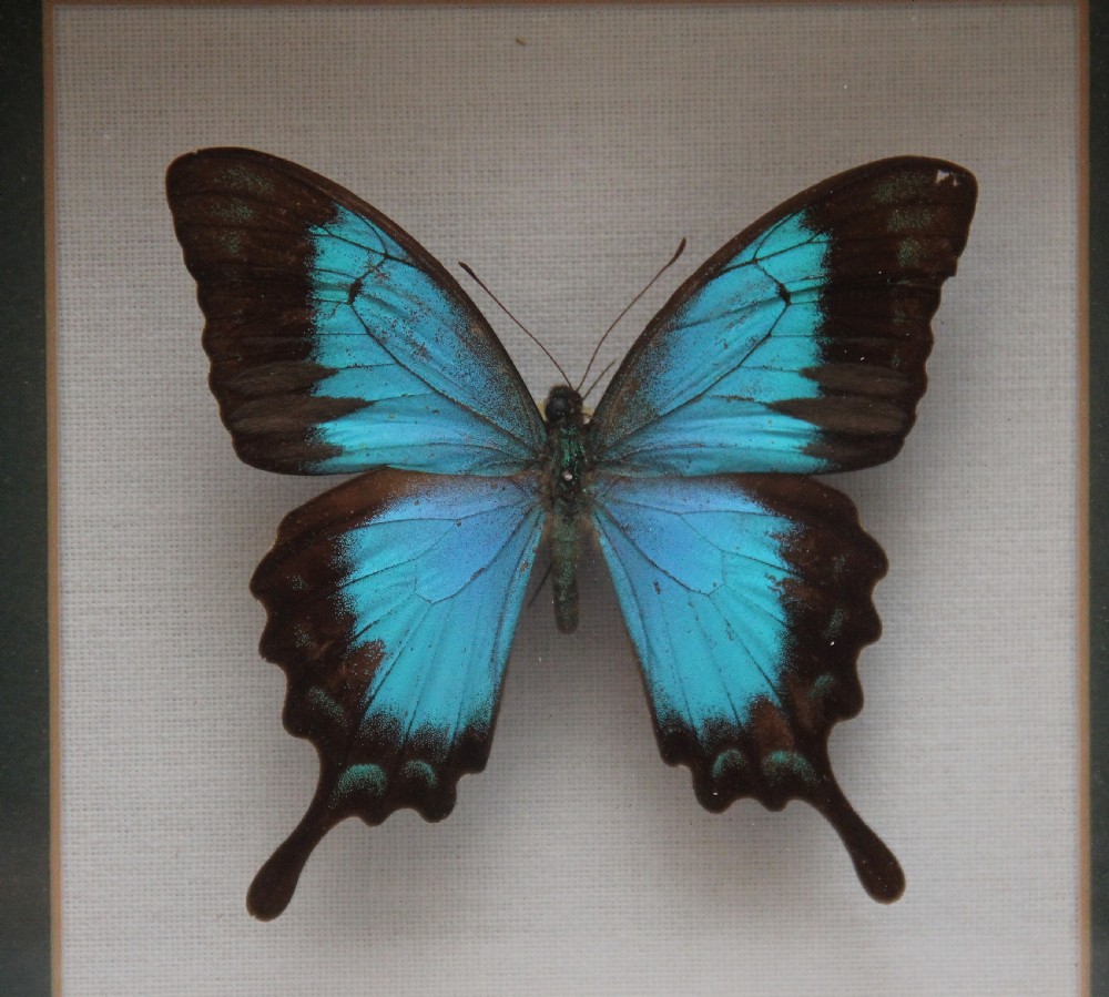A preserved electric blue and black swallowtail butterfly mounted on a cream cloth background within a square black wooden frame. View II