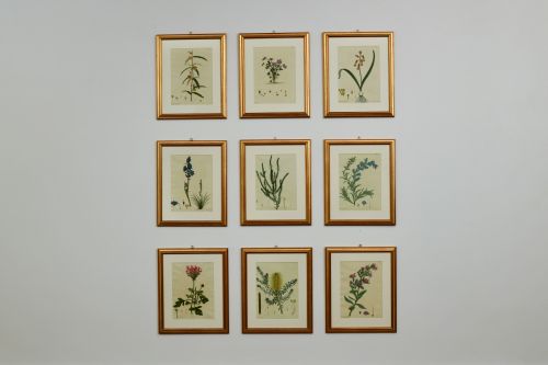 A SET OF NINE LATE 18TH CENTURY BOTANICAL PRINTS BY HENRY ANDREWS