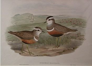 John Gould Original Bird Lithograph Dotterel