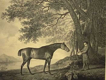 George Stubbs "Sharke" Old Stipple Engraving of Racehorse Dated 1817