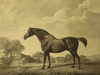 George Stubbs "Sweetbrier" Old Print