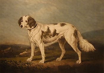 H.b.chalon: Old Mezzotint of Setter