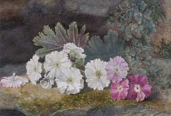 English School "Flower Study" Watercolour