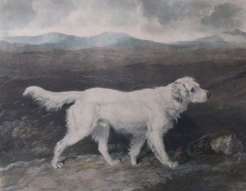 "Sam" Antique Print: "Setter in a Landscape"