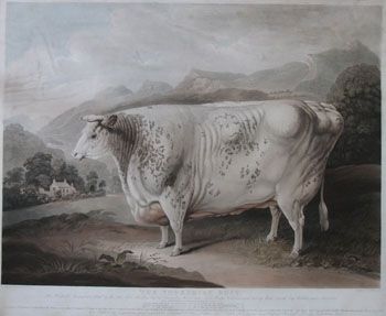 "The Yorkshire Rose" Old Naive Livestock Picture