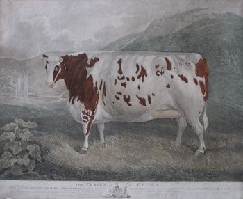 "The Craven Heifer" Antique Naive Livestock Engraving 1812