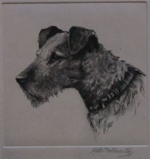 Irish Terrier Original Etching by Woodhouse
