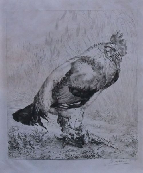 "The Old Cockerel" Etching by Bracquemond 1882