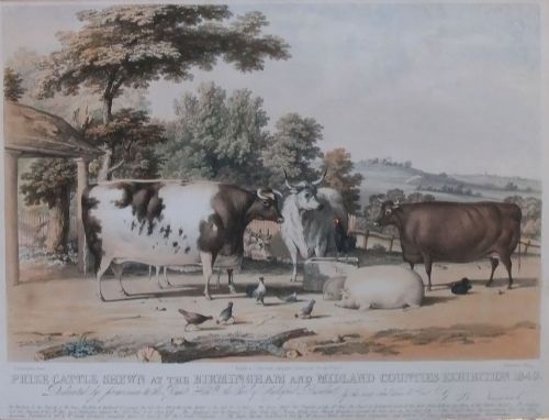 "Prize Cattle Shewn at the Birmingham and Midlands Counties Exhibition 1849" Old Print