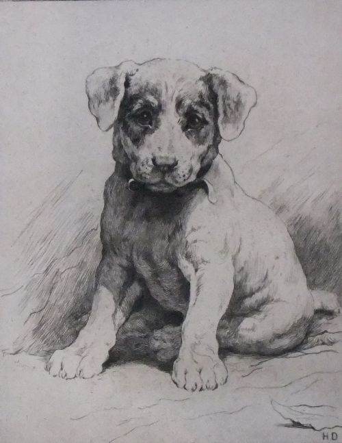Herbert Dicksee "Fox Terrier Pup" Original Etching Signed in Pencil