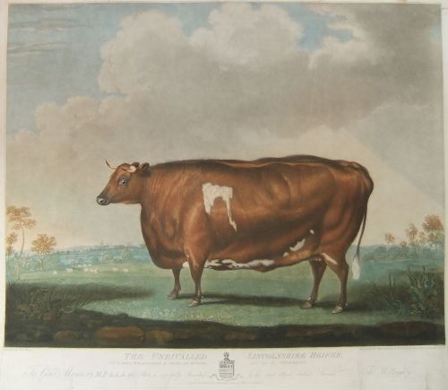"The Unrivalled Lincolnshire Heifer" Old Mezzotint Dated 1813