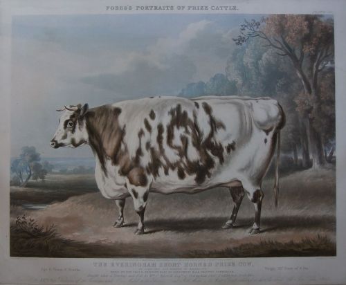 "The Everingham Short Horned Prize Cow" Rare Old Print