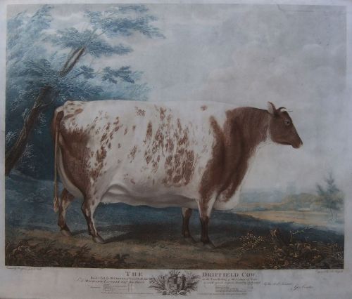 "The Driffield Cow" Old Print Dated 1804