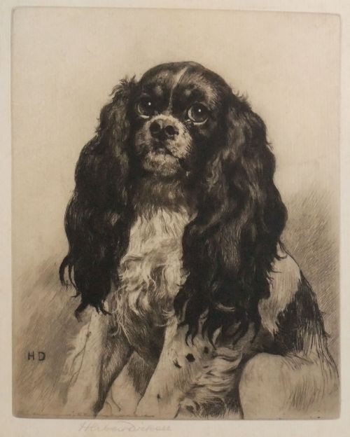 Herbert Dicksee "King Charles Spaniel" Original Etching