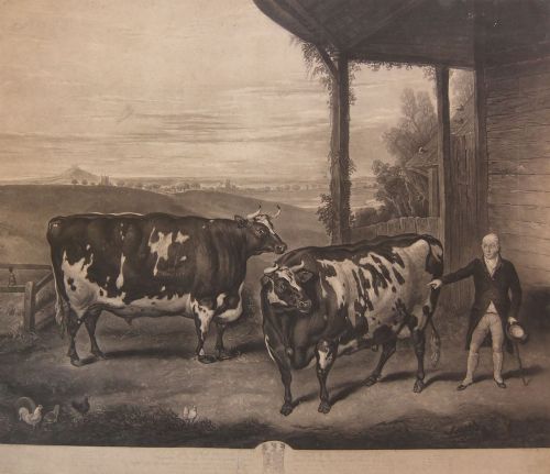 Thomas Weaver "Two Durham Oxen" Old Print