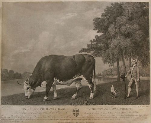 George Stubbs Engraving "The Lincolnshire Ox"