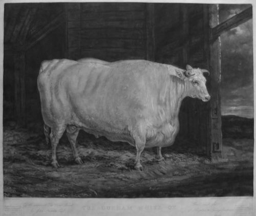 "The Durham White Ox" Old Print