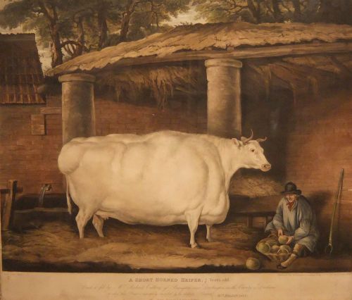 "A Short Horned Heifer 7 Years Old" Thomas Weaver, Old Print.