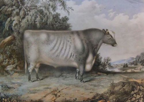 Short Horned Prize Bull "Sir Thomas Fairfax" Old Print.