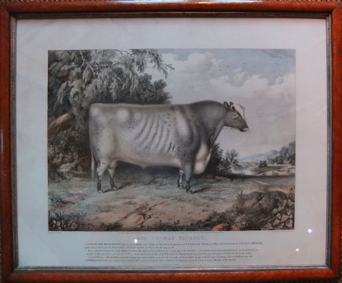 fig 1. Short Horned Prize Bull