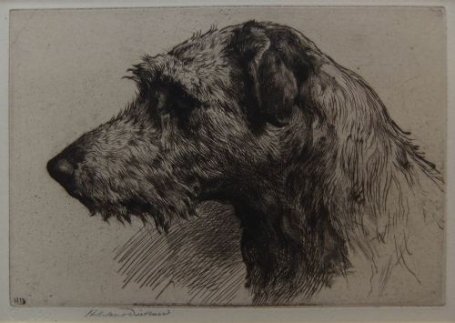 Herbert Dicksee "A Scottish Deerhound" Original Etching