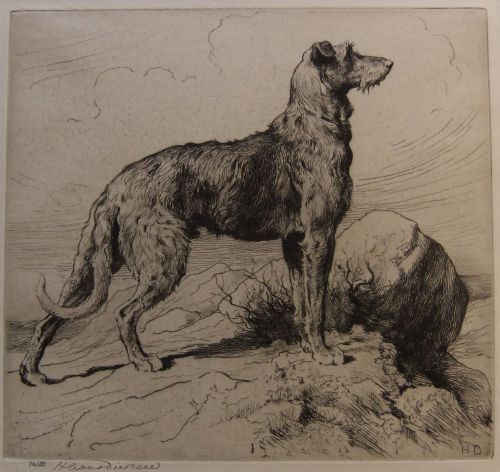 Herbert Dicksee, Scottish Deerhound Etching "On the Moors"