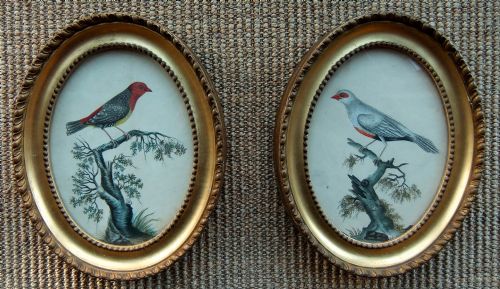 Bird Studies, Pair Oval Watercolours  C1830