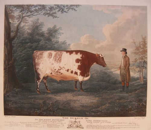 J. Boultbee "The Durham Ox" Engraving Dated 1802