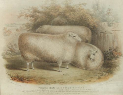 H. Strafford "Three New Leicestershire Wethers" Old Print
