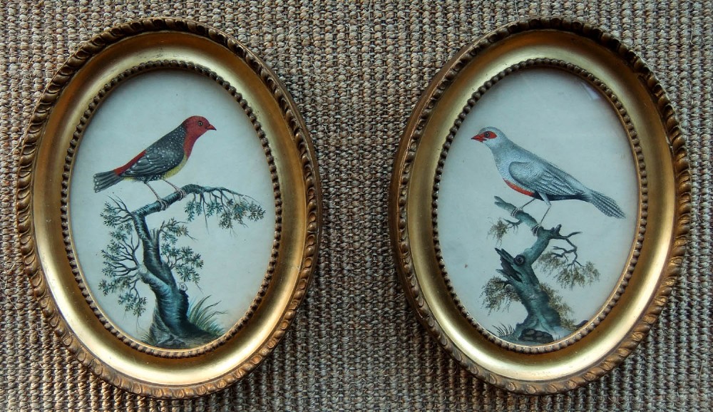 Bird studies, pair oval Watercolours  c1830