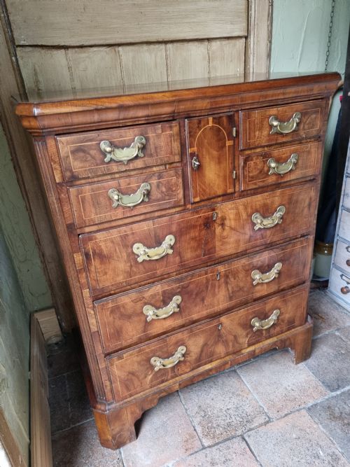 fig 1. 18THC WALNUT