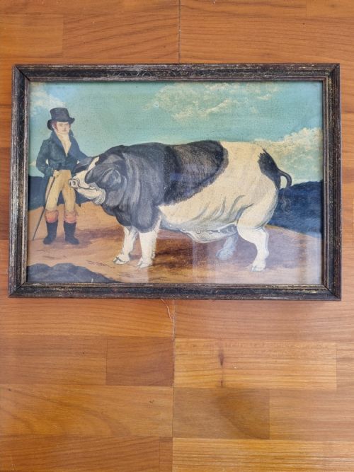 19thc Naive Oil Painting of a Prize Pig