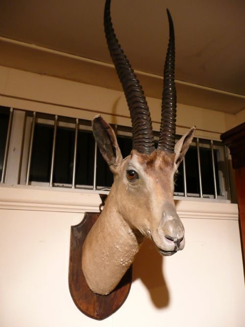 Stuffed Thompsons Gazelle