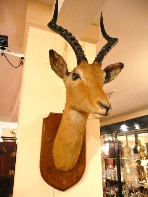 Stuffed Antelope
