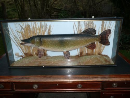Stuffed Fish  Pike C 1959