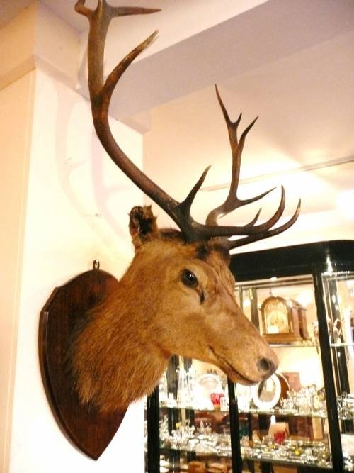 Stuffed Exmoor Stag C1880