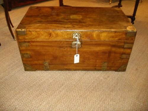 Camphor Wood Trunk